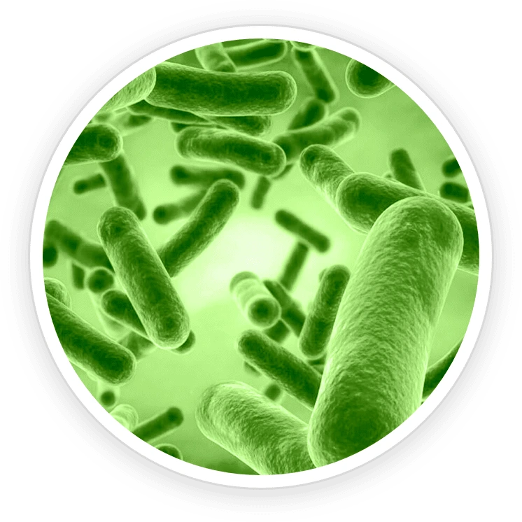 B. Coagulans Ingredient