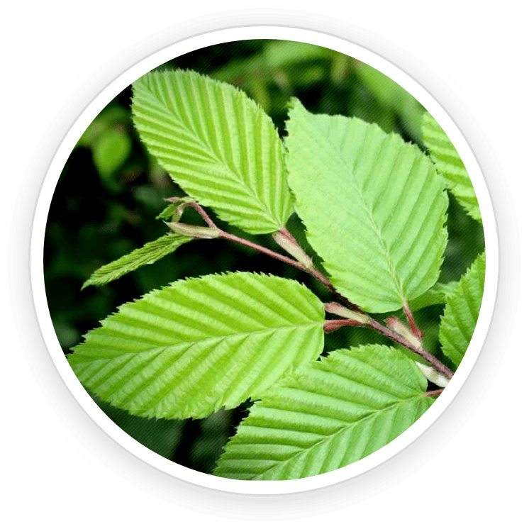 Slippery Elm Bark Ingredient