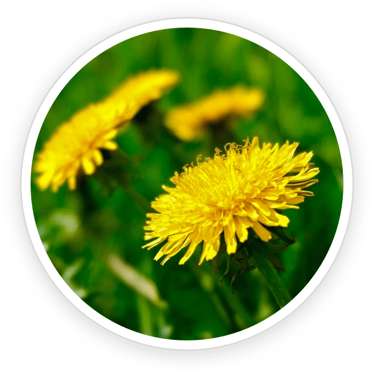 Dandelion Ingredient