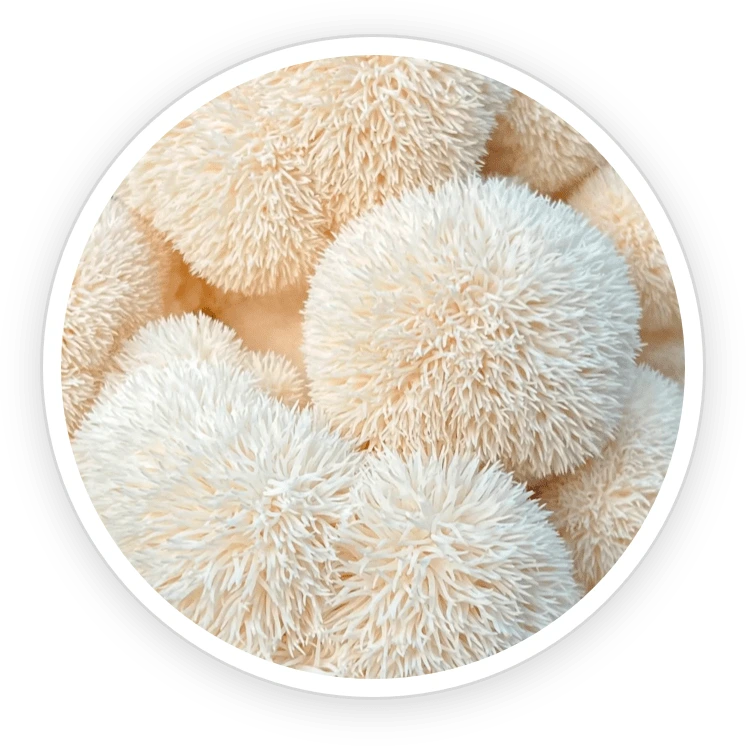 Organic Lion's Mane Ingredient